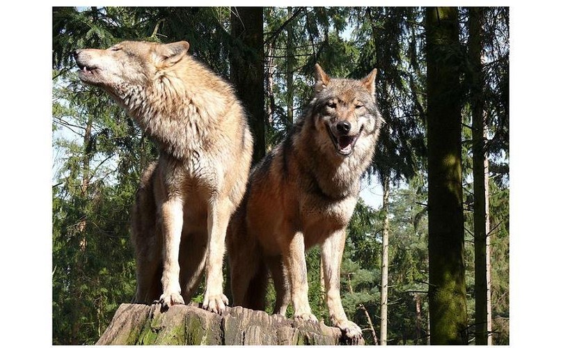 Wolvenjacht in het Land van Cuijk